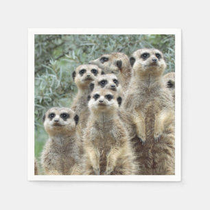 Guardanapo De Papel Grupo Meerkat 001
