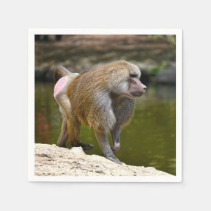 Guardanapo De Papel Hamadryas babuíno caminhando no chão