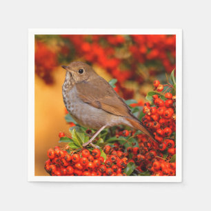 Guardanapo De Papel Hermit Thrush Songbird no espinheiro-espinho