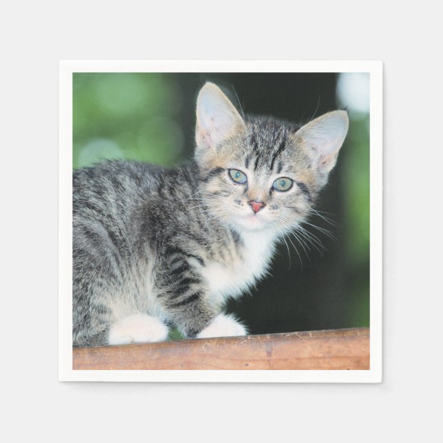 Guardanapo De Papel Kitten (Frente)