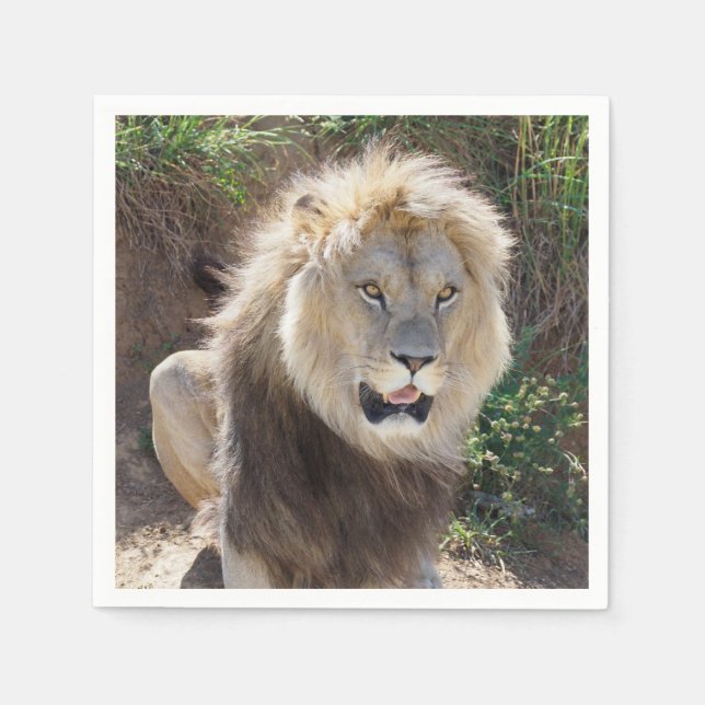 Guardanapo De Papel Leão sentado nas rochas (Frente)