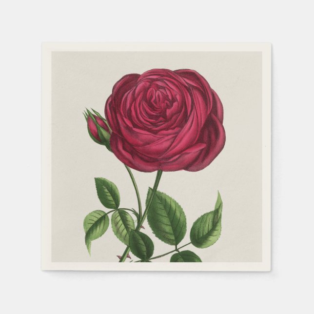 Guardanapo De Papel Litografia de Rosa Antiga, François-Frédéric Grobo (Frente)