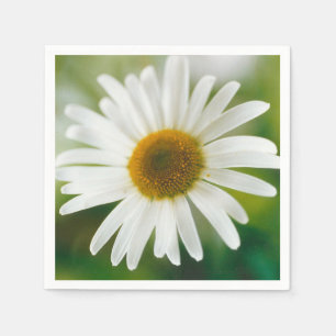 Guardanapo De Papel Margarida Branca de Oxeye - Leucanthemum vulgare