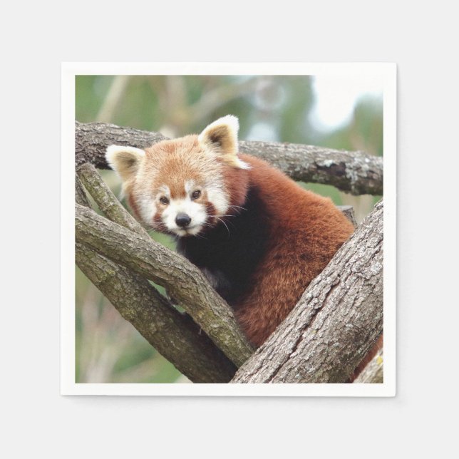 Guardanapo De Papel Napkins Photo Red Panda, animais 0464. (Frente)