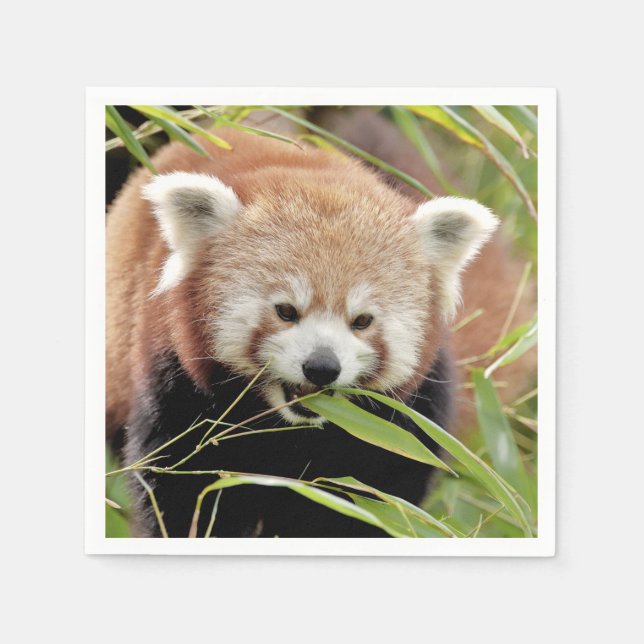 Guardanapo De Papel Napkins Photo red panda, animais 0468. (Frente)