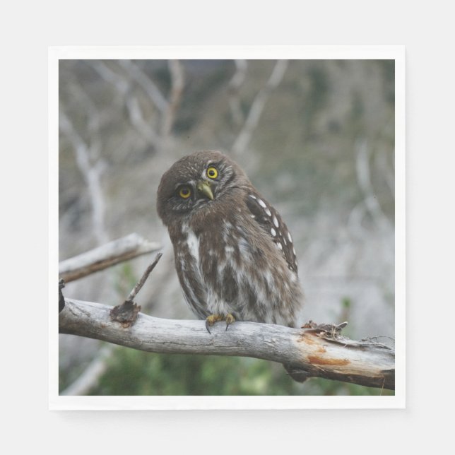 Guardanapo De Papel Norte Pygmy Owl (Frente)
