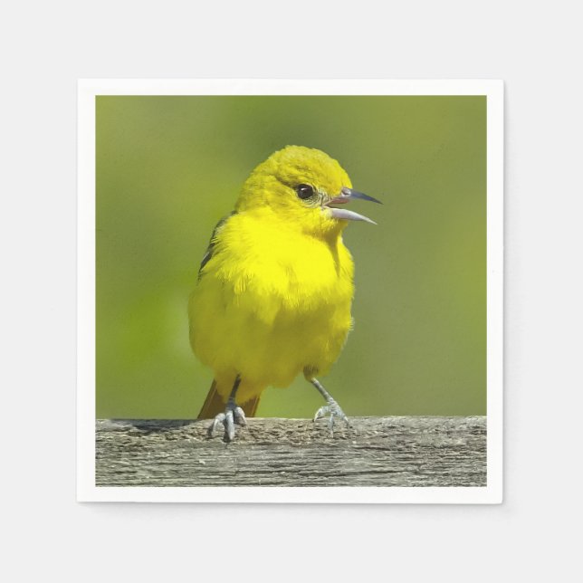 Guardanapo De Papel Orchard Oriole - Fotografia Original (Frente)