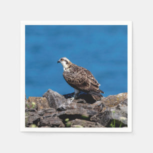 Guardanapo De Papel Osprey nas rochas