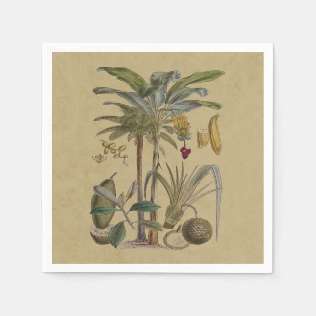 Guardanapo De Papel Palm Antique Fruta Tropical Arte Botânica (Frente)