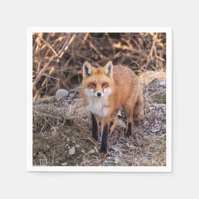 Guardanapo De Papel Red Fox perto e pessoal (Frente)