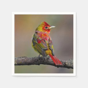 Guardanapo De Papel Scarlet Tanager Molting - Fotografia original