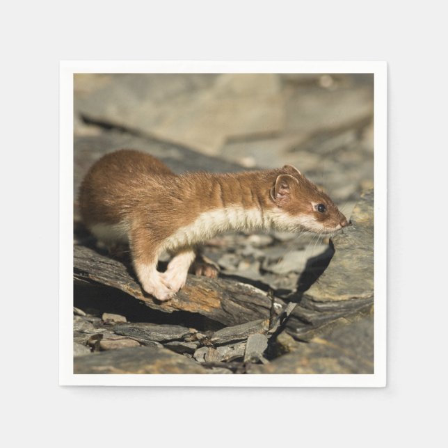 Guardanapo De Papel Sniffing Weasel (Frente)