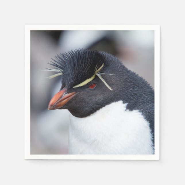 Guardanapo De Papel Southern Rockhopper Penguin (Frente)