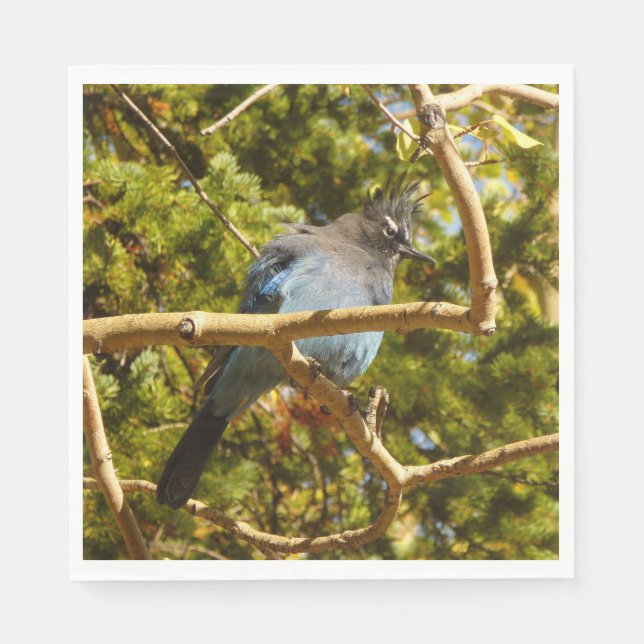 Guardanapo De Papel Steller's Jay at Rocky Mountain National Park (Frente)