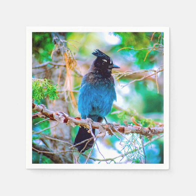 Guardanapo De Papel Steller's Jay - Fotografia original (Frente)