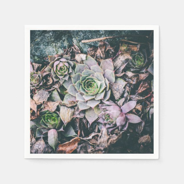 Guardanapo De Papel Succulent Napkins (Frente)
