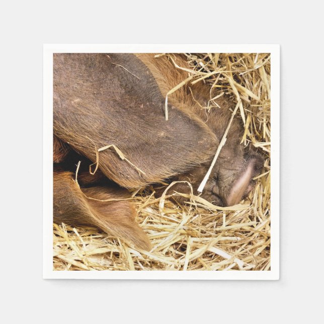 GUARDANAPO DE PAPEL SUÍNOS (Frente)