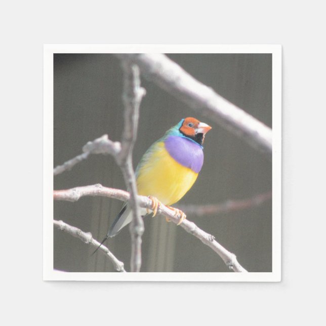 Guardanapo De Papel Taco de gouldian (Frente)