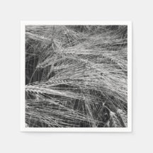 Ursos de cevada (Hordeum vulgare)