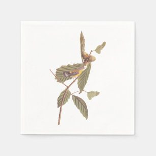 Guardanapo De Papel Warbler Swainson's em Oak Branch