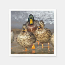 Guardanapo De Papel Wildlife Mallard Ducks Foto