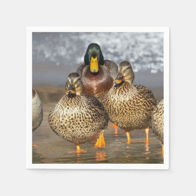 Guardanapo De Papel Wildlife Mallard Ducks Foto (Frente)