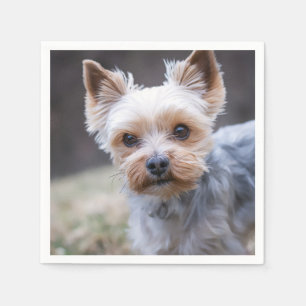 Guardanapo De Papel Yorkshire terrier, Cachorro, Pet