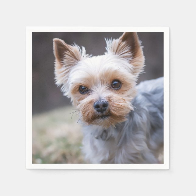 Guardanapo De Papel Yorkshire terrier, Cachorro, Pet (Frente)