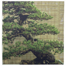Foto da árvore do pinheiro branco japonês Bonsai