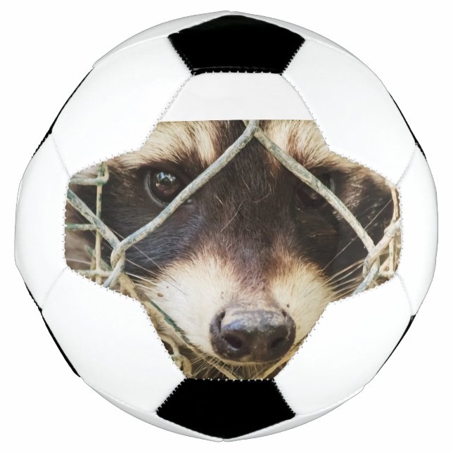 guaxinim em bola de futebol (Frente)