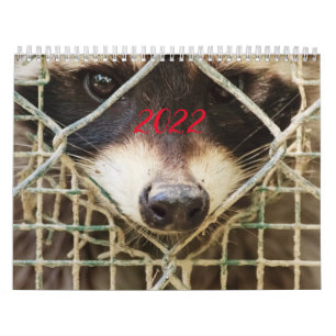 guaxinim no calendário
