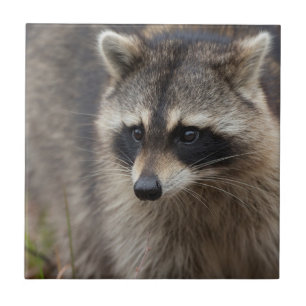 Guaxinim, Procyon lotor, Flórida