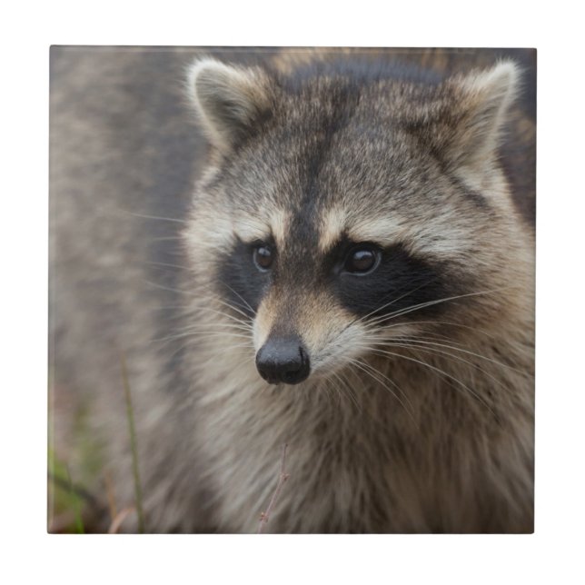 Guaxinim, Procyon lotor, Flórida (Frente)