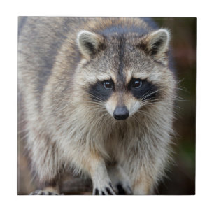 Guaxinim, Procyon lotor, Flórida, EUA 2