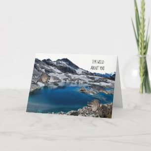 Guaxinins no Cartão de Aniversário Selvagem