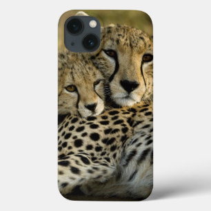 Guepardo, Acinonyx jubatus, com filhote no Masai 2