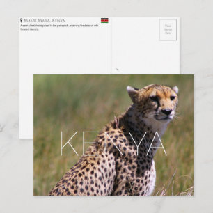 Guepardo em Masai Mara, Quênia Cartão Postal de Vi