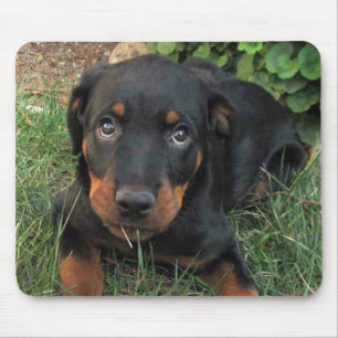 Guilty Rottweiler Puppy Mouse Pad