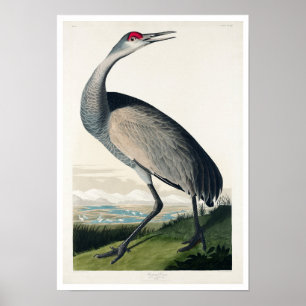 guindaste de Hooping por Poster de Audubon
