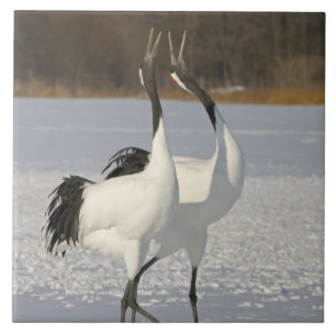 Guindastes japoneses que dançam na neve