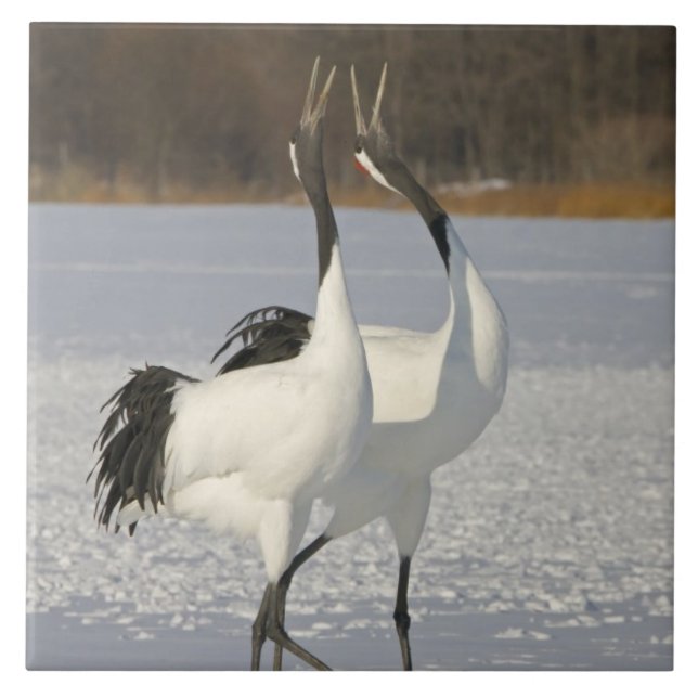 Guindastes japoneses que dançam na neve (Frente)