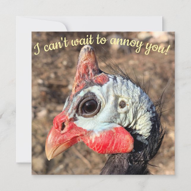 Guiné Fowl (Frente)