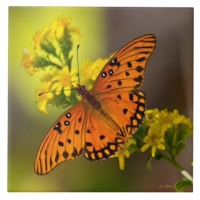 Gulf Fritillary também conhecida como Borboleta da (Frente)