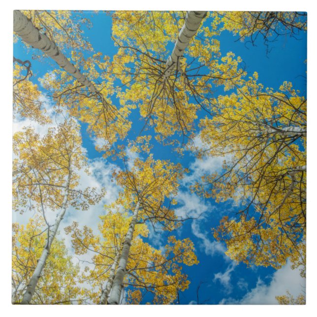 Gunnison National Forest Colorado (Frente)