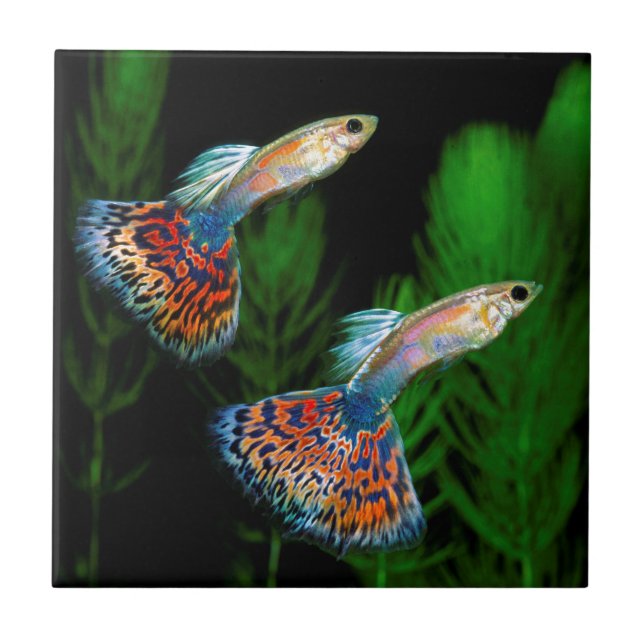 Guppies (Frente)