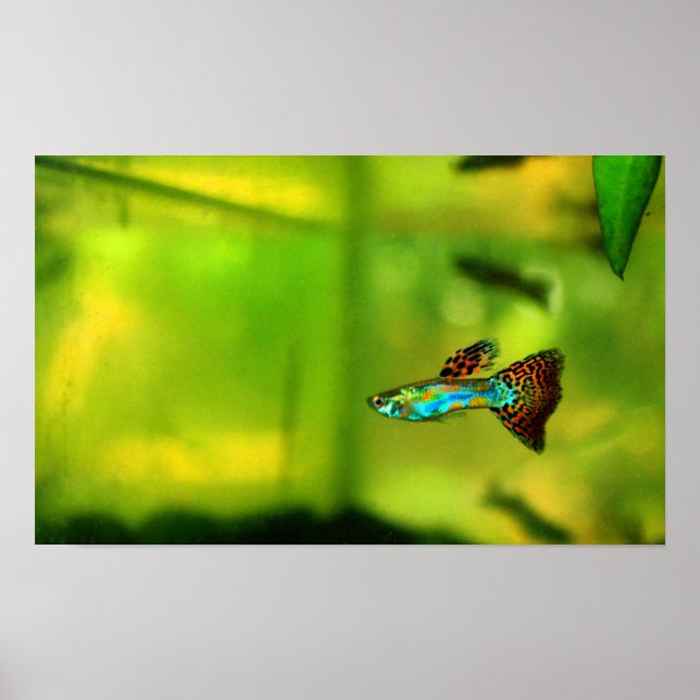 Guppy Fish Poster 1 (Frente)