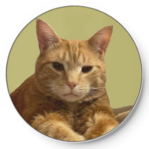 Gus O Garrafador Sem Fio Do Cat