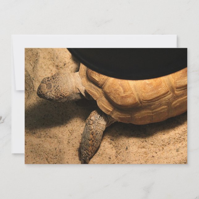 Gus, o Tortoise (Frente)