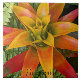 Guzmania Bromeliad Plant Floral
