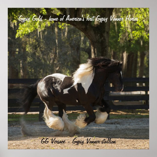 Gypsy Dourado Vanner stallion poster (Frente)